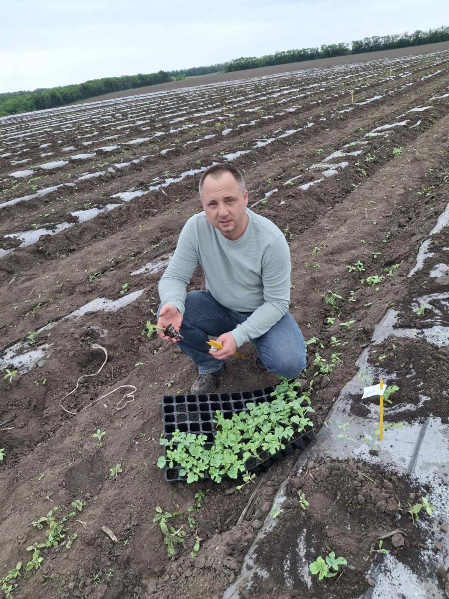 Наукова робота аспіранта кафедри овочівництва